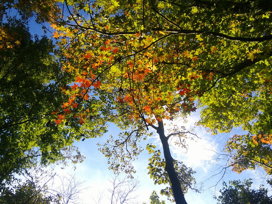 【はままつの空2021】10/25～10/31　一週間の空の欠片まとめ＋紅葉