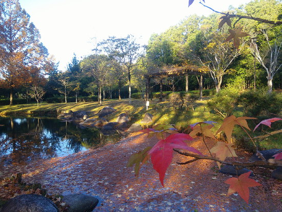 【秋の散歩道】雨あがりの紅葉の落ち葉の風景・落ち葉の天の川