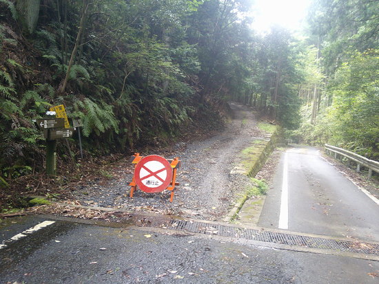 秋葉ダムからヒラシロ遺跡へ東海自然歩道を往復！《後編》旅するチョウとの出会い