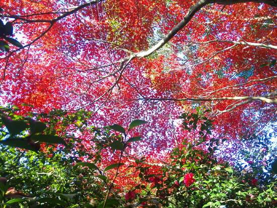 【秋の散歩道】やさしい彩りの紅葉風景・それぞれの紅葉の顔