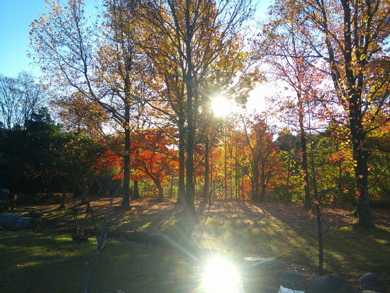【秋の散歩道】紅葉が輝やく朝陽の差し込みの中を歩く