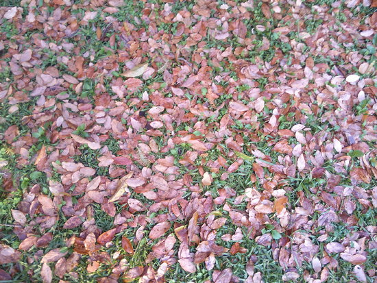 【秋の散歩道】雨あがりの紅葉の落ち葉の風景・落ち葉の天の川