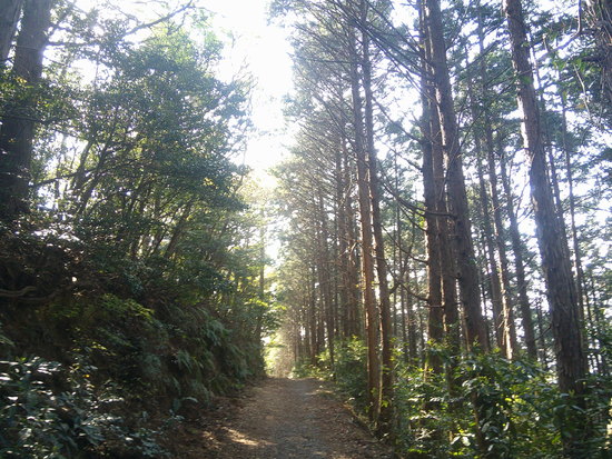 湖西連峰・坊ヶ峰～大知波峠の県境の稜線歩きとマイナーコース探索
