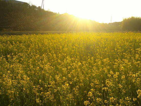 浜松市西区花川の菜の花畑！河津桜との共演が待ち遠しい黄色のじゅうたん