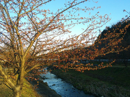 浜松市西区花川の菜の花畑！河津桜との共演が待ち遠しい黄色のじゅうたん