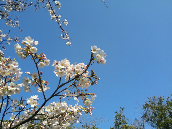 【はままつの空2021】3/22～3/28　一週間の空の欠片まとめ