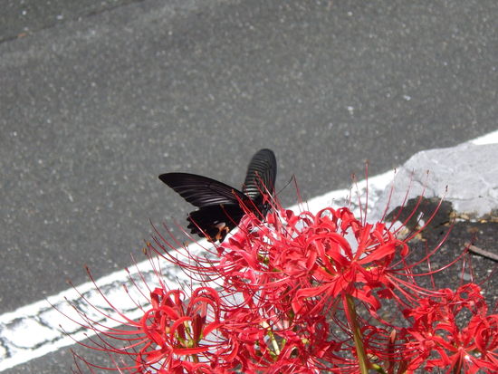 宝物の風景・「花の山」富幕山山行で出会ったチョウたち