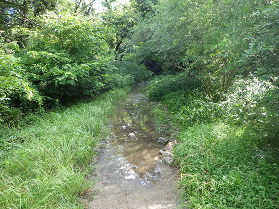 湖西連峰・葦毛湿原から９月閉鎖の大脇自然歩道を往復！厳しい夏山歩