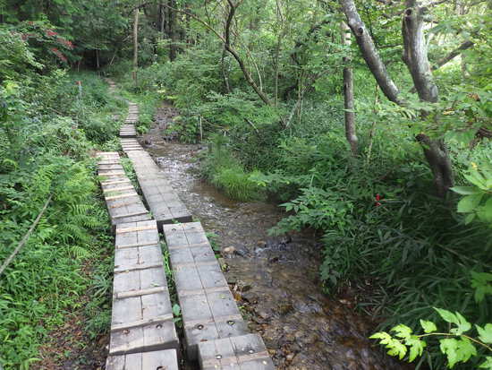 湖西連峰・葦毛湿原から９月閉鎖の大脇自然歩道を往復！厳しい夏山歩