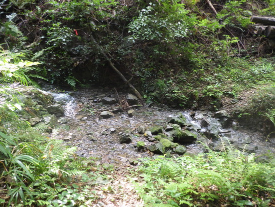 湖西連峰・葦毛湿原から９月閉鎖の大脇自然歩道を往復！厳しい夏山歩