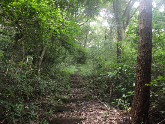 湖西連峰・葦毛湿原から９月閉鎖の大脇自然歩道を往復！厳しい夏山歩