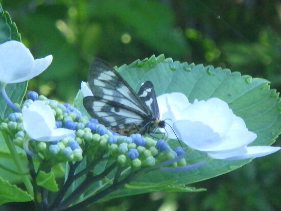 【初夏の水車公園】ガクアジサイと水車と蝶の風景　野花の写真集