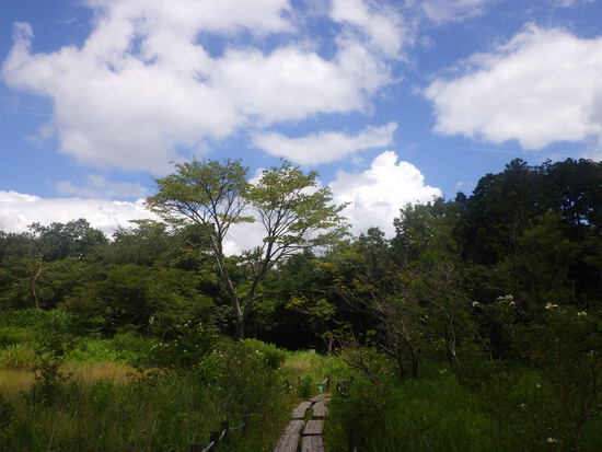 湖西連峰・葦毛湿原から９月閉鎖の大脇自然歩道を往復！厳しい夏山歩