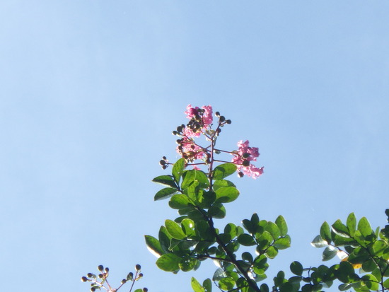 【はままつの空】8/1～8/7　一週間の空の欠片まとめ