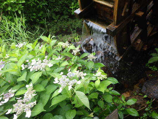 【初夏の水車公園】梅雨の一週間に咲く花の写真集