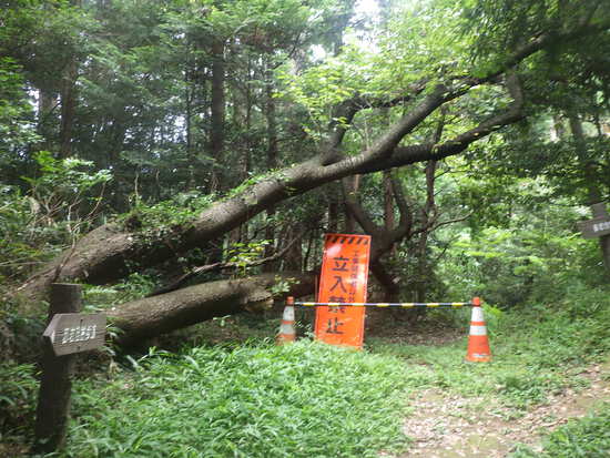 湖西連峰・真夏の自然歩道！9月閉鎖の赤岩自然歩道と多米自然歩道を往復