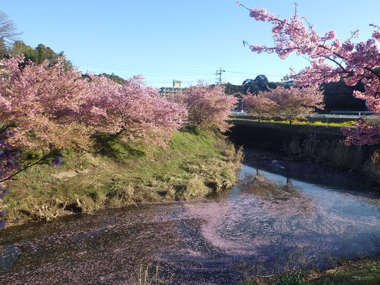 【花開く早春2024】東大山の河津桜と菜の花畑　　花川沿いは春色の朝