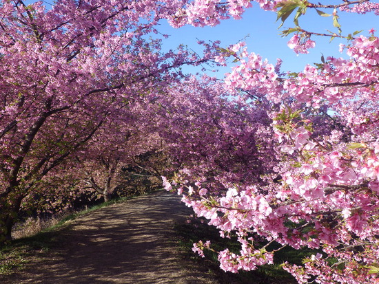 【花開く早春2024】東大山の河津桜と菜の花畑　　花川沿いは春色の朝