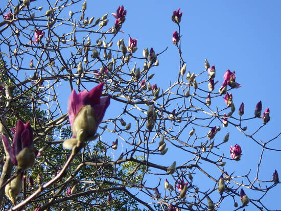 【花開く早春2024】春の空を照らすモクレンの花　　ユキヤナギ咲く遊歩道