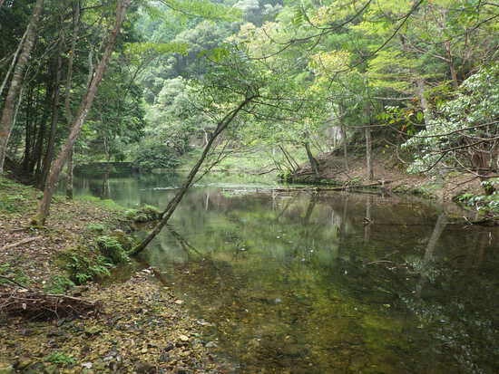 愛知県民の森を山歩！シャクナゲ尾根・不動沢・赤木沢・シュートン沢