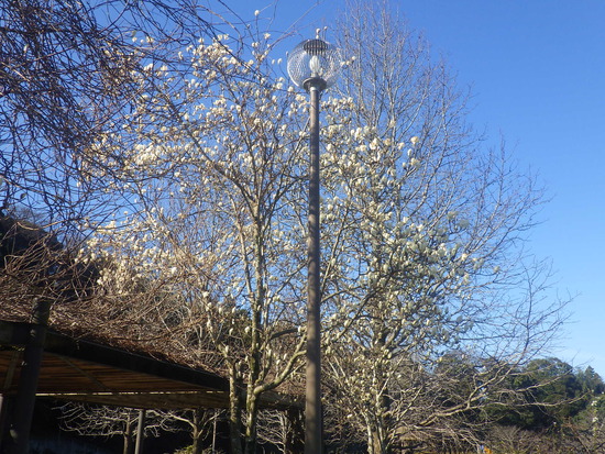 【花開く早春2024】春の空を照らすモクレンの花　　ユキヤナギ咲く遊歩道