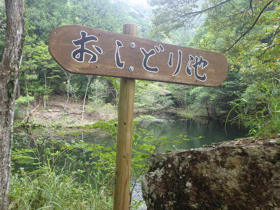 愛知県民の森を山歩！シャクナゲ尾根・不動沢・赤木沢・シュートン沢