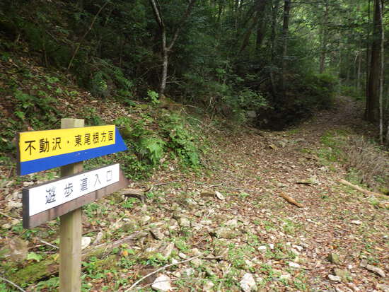 愛知県民の森を山歩！シャクナゲ尾根・不動沢・赤木沢・シュートン沢