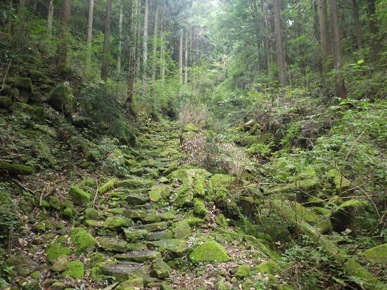 愛知県民の森を山歩！シャクナゲ尾根・不動沢・赤木沢・シュートン沢