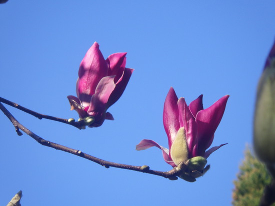 【花開く早春2024】青空の下で咲くモクレンの花　コブシの花も開花