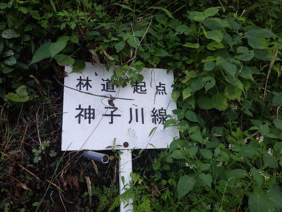 【秋の散歩道】引佐町の田沢・神子川で出会った野に咲く花たち