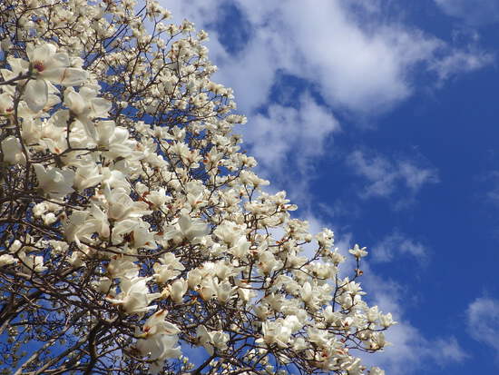 【花開く早春2024】青空の下で咲くモクレンの花　コブシの花も開花