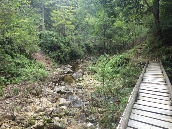 愛知県民の森を山歩！シャクナゲ尾根・不動沢・赤木沢・シュートン沢