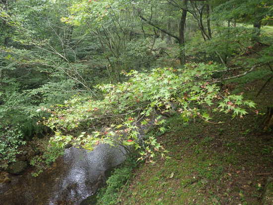 愛知県民の森を山歩！シャクナゲ尾根・不動沢・赤木沢・シュートン沢