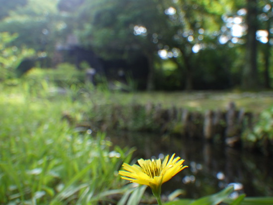 【初夏の水車公園】絵画のような野草・野花の自然美