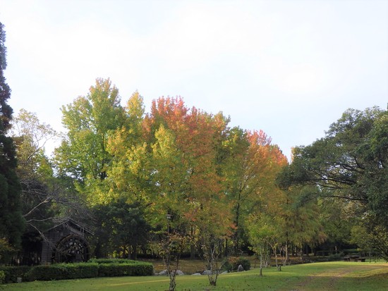 【秋の散歩道】秋が加速！紅葉の彩・花開く山茶花・二度咲きの金木犀