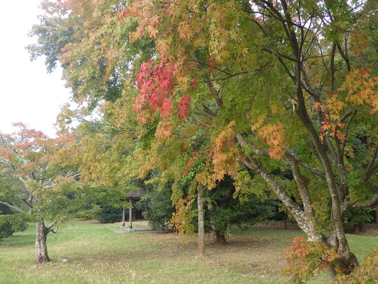 【秋の散歩道】秋が加速！紅葉の彩・花開く山茶花・二度咲きの金木犀