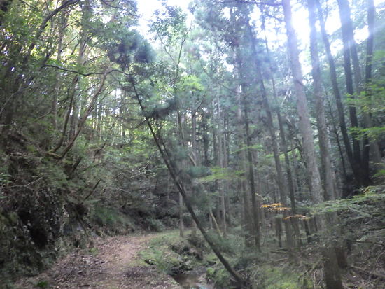 阿寺の七滝から鳶ノ巣山へ東海自然歩道で往復！秋風に吹かれながらの長距離散策