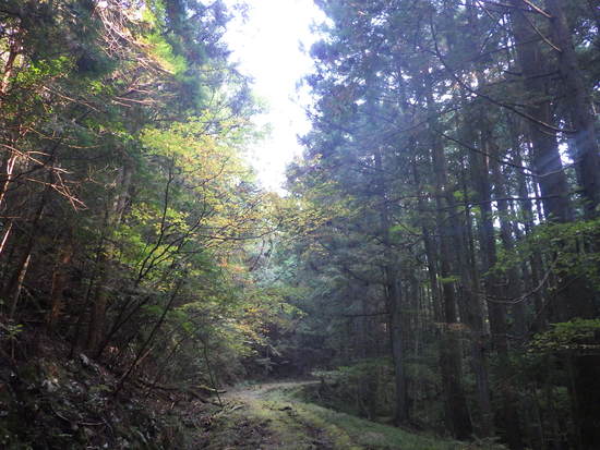 阿寺の七滝から鳶ノ巣山へ東海自然歩道で往復！秋風に吹かれながらの長距離散策