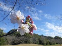 【花開く早春2024】桜の花が春とメジロを呼ぶ　　長雨のあとの晴れ空は春の陽射し 2024/03/27 17:02:13