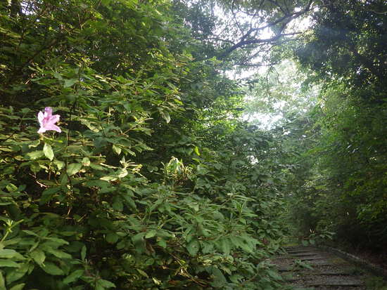 【秋の散歩道】秋にサクラ咲く①ツツジも不時現象・紅葉がゆっくりはじまる