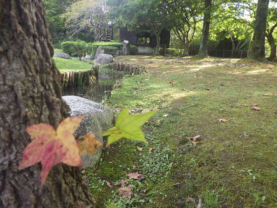 【秋の散歩道】秋にサクラ咲く①ツツジも不時現象・紅葉がゆっくりはじまる