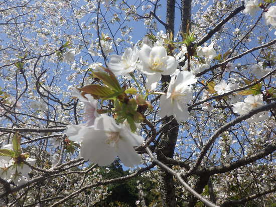 【春の花リレー2024】湖西市本興寺の参道に春の風　