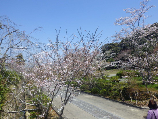 【春の花リレー2024】湖西市本興寺の参道に春の風　