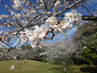 【春の花リレー2024】束の間の晴れ間に桜が満開　春の青空が広がる朝 2024/04/05 17:33:53