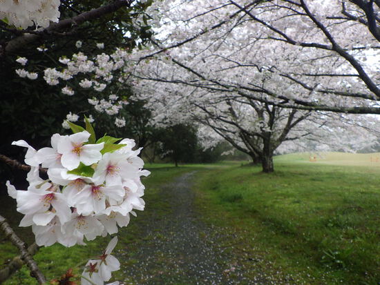 【春の花リレー2024】雨霧の中の満開サクラ　幻想的な朝に花見散歩