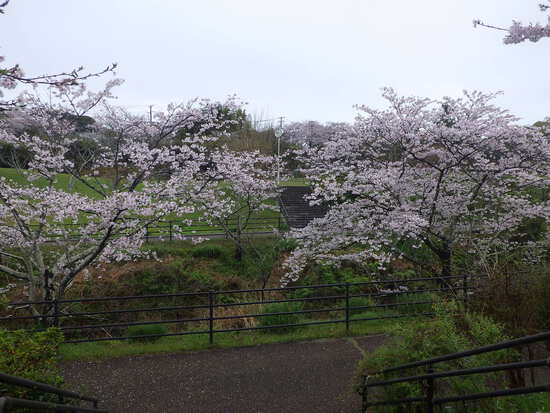 【春の花リレー2024】雨霧の中の満開サクラ　幻想的な朝に花見散歩