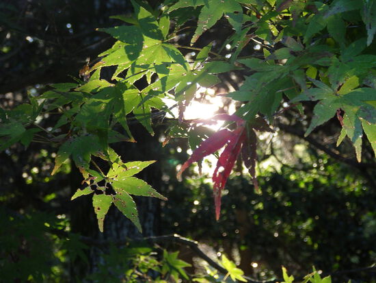 【秋の散歩道】山茶花（さざんか）の花開く前の日・紅葉に差し込む朝陽