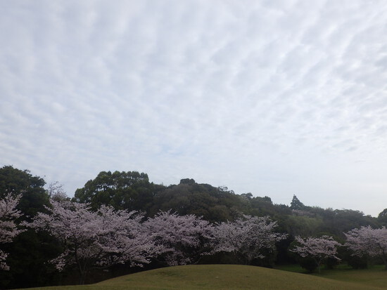 【春の花リレー2024】森の水車公園の桜道　最後の満開は曇り空