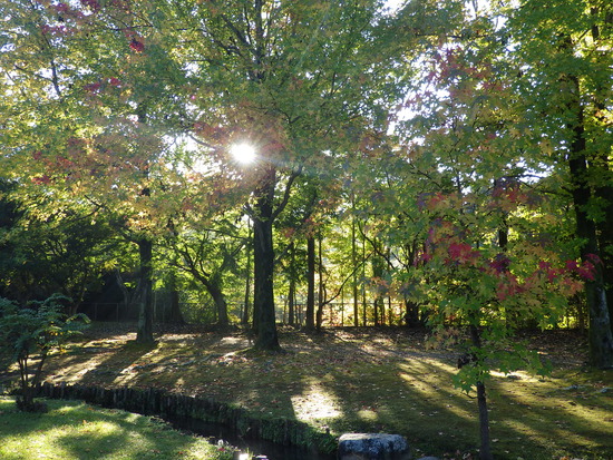 【秋の散歩道】山茶花（さざんか）の花開く前の日・紅葉に差し込む朝陽