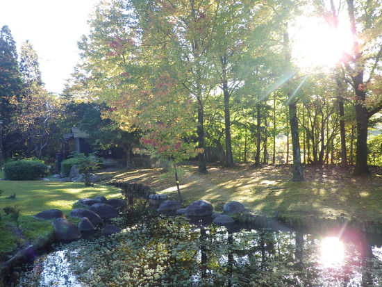 【秋の散歩道】山茶花（さざんか）の花開く前の日・紅葉に差し込む朝陽